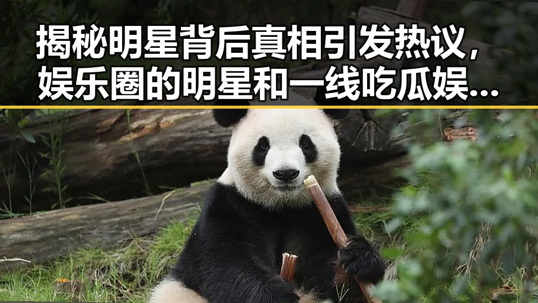 揭秘明星背后真相引发热议,娱乐圈的明星和一线吃瓜娱乐圈txt的精彩故事